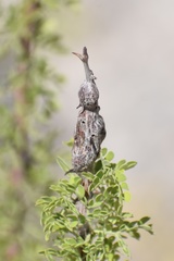 Tanaostigmodes howardii