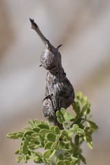 Tanaostigmodes howardii