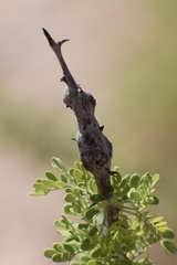 Tanaostigmodes howardii