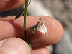 Sairocarpus kingii