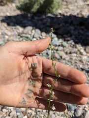 Sairocarpus kingii