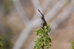 Tanaostigmodes howardii