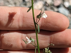 Sairocarpus kingii