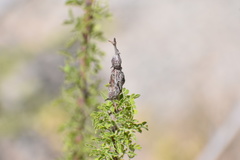 Tanaostigmodes howardii