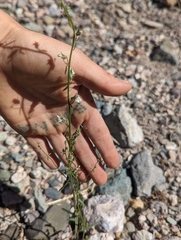 Sairocarpus kingii