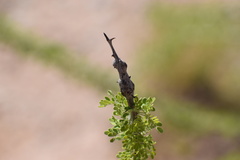 Tanaostigmodes howardii