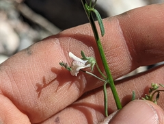 Sairocarpus kingii
