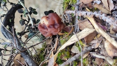 Gyromitra antarctica