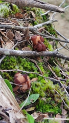 Gyromitra antarctica