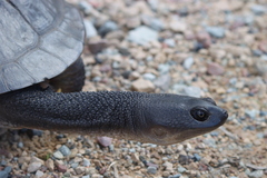 Chelodina canni