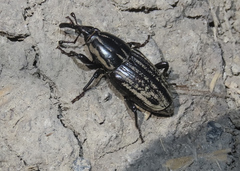 Sphenophorus australis