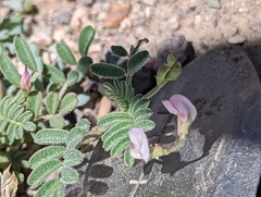 Astragalus acutirostris