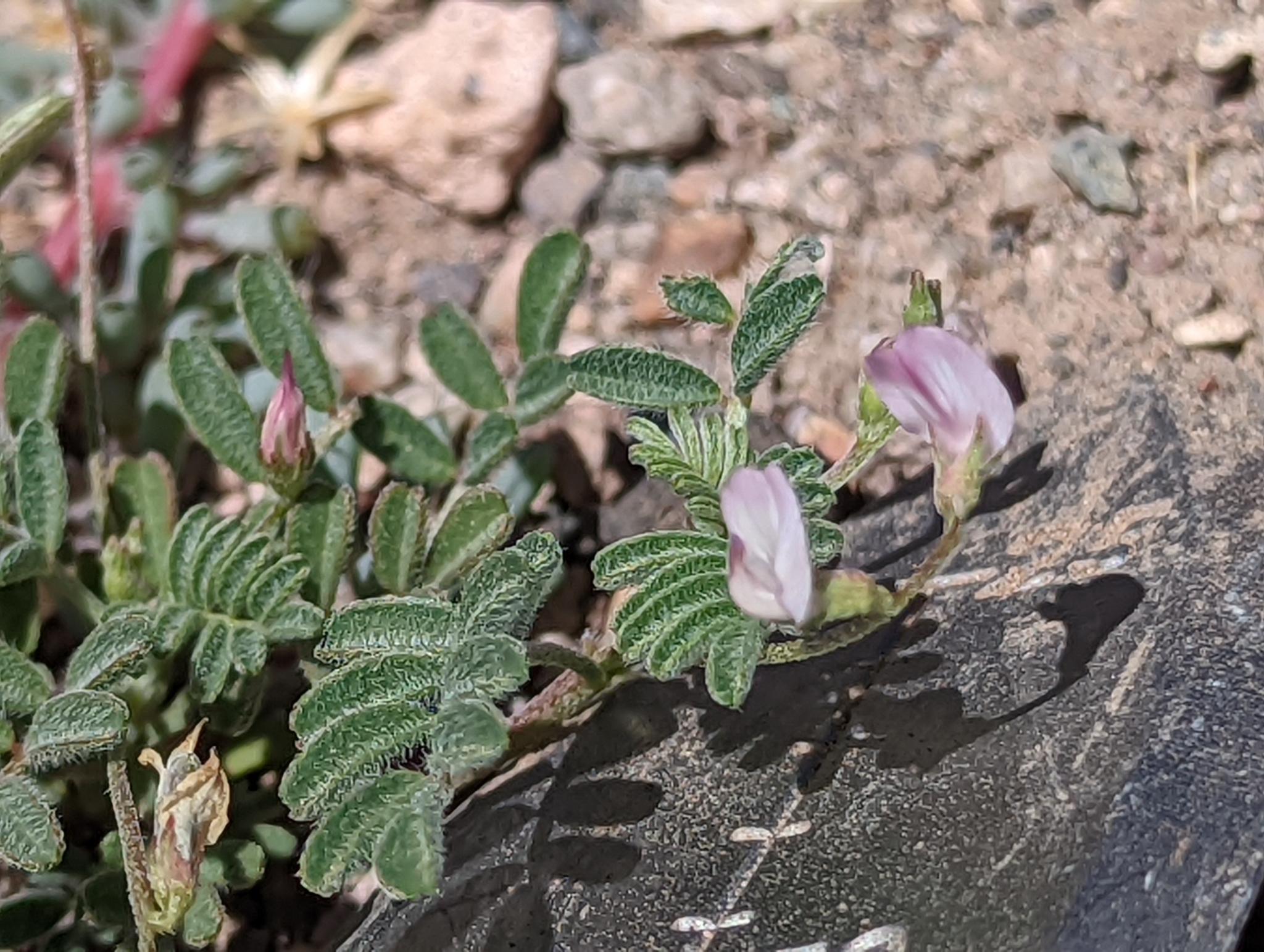 Astragalus acutirostris
