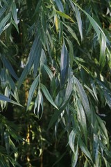 Salix × fragilis vitellina