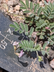 Astragalus acutirostris