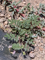 Astragalus acutirostris