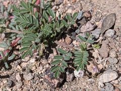 Astragalus acutirostris