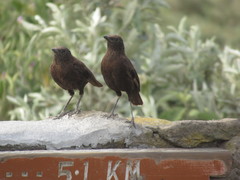 Myrmecocichla aethiops
