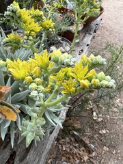 Dudleya traskiae