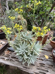 Dudleya traskiae