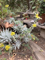 Dudleya traskiae