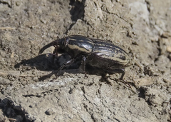 Sphenophorus australis