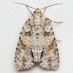 Acronicta exilis
