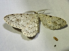 Glena cribrataria