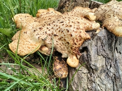 Cerioporus squamosus