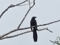 Crotophaga sulcirostris