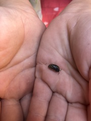 Armadillidium vulgare