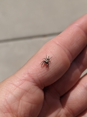 Metaphidippus chera
