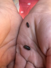 Armadillidium vulgare
