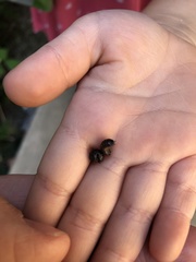 Armadillidium vulgare