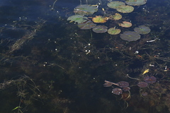 Ranunculus longirostris
