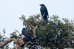 Coracina caledonica caledonica
