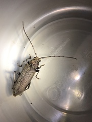 Stromatium longicorne