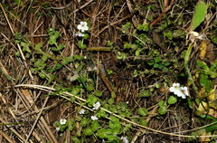 Euphrasia cheesemanii