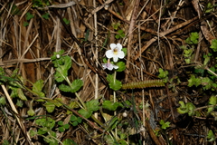 Euphrasia cheesemanii