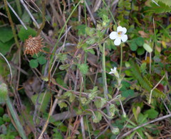Euphrasia cheesemanii