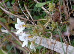 Euphrasia cheesemanii