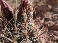 Sclerocactus polyancistrus