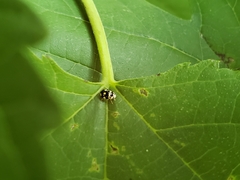 Brachiacantha decempustulata