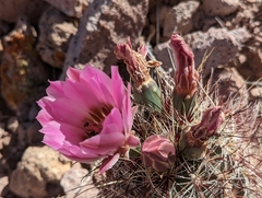 Sclerocactus polyancistrus