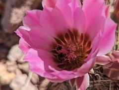 Sclerocactus polyancistrus