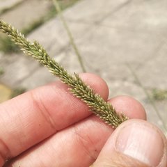 Poaceae