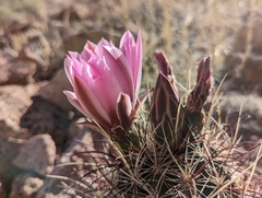 Sclerocactus polyancistrus