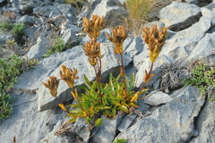 Gentianella angustifolia