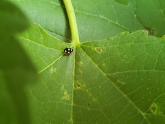 Brachiacantha decempustulata