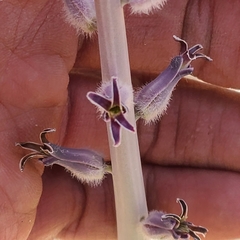 Caulanthus crassicaulis